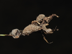 Macrodiplosis niveipila