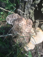 Neofavolus alveolaris