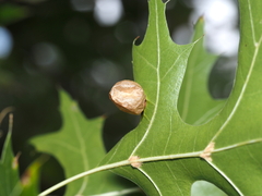 Amphibolips quercusostensackenii