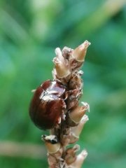 Chrysolina staphylaea