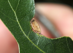 Amphibolips quercusostensackenii