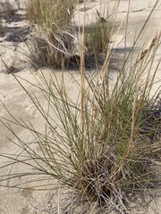 Poa macrantha