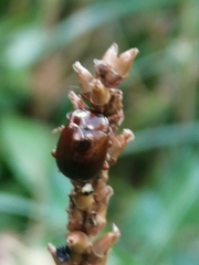 Chrysolina staphylaea