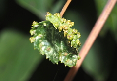 Daktulosphaira vitifoliae