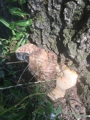 Neofavolus alveolaris