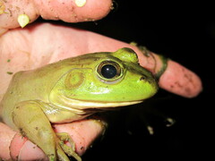 Lithobates catesbeianus