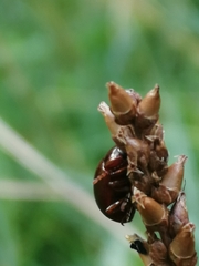 Chrysolina staphylaea