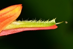 Castilleja integrifolia longibracteata