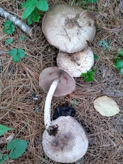 Agaricus benesii