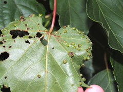 Daktulosphaira vitifoliae
