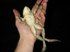 Lithobates catesbeianus