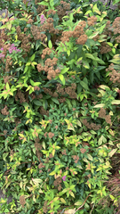 Spiraea japonica
