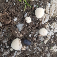 Lycoperdon pratense