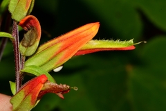 Castilleja integrifolia longibracteata