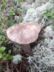Suillus placidus