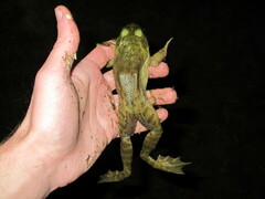 Lithobates catesbeianus