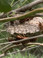 Polistes bellicosus