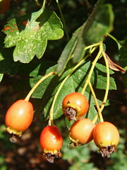 Crataegus