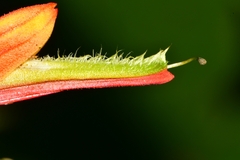 Castilleja integrifolia longibracteata