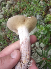 Suillus placidus