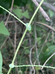 Persicaria perfoliata