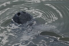 Trichechus manatus