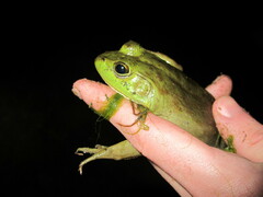Lithobates catesbeianus