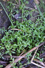 Callitriche palustris