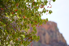 Prunus ilicifolia lyonii