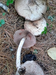 Agaricus benesii