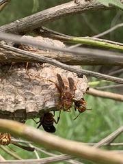 Polistes bellicosus