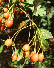 Crataegus