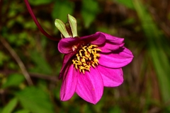 Dahlia australis