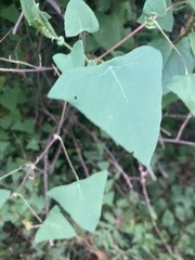 Persicaria perfoliata