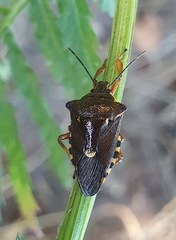 Pinthaeus sanguinipes
