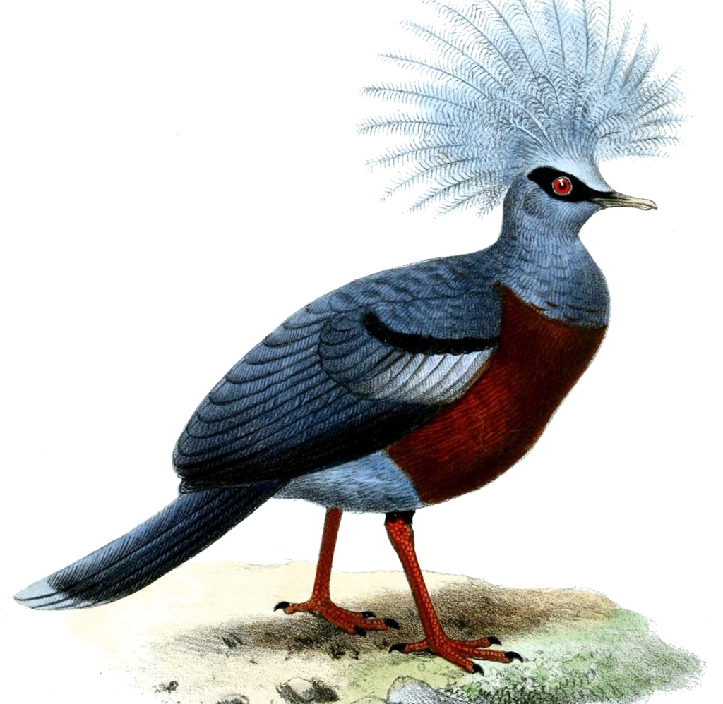 Scheepmaker's Crowned-Pigeon photo