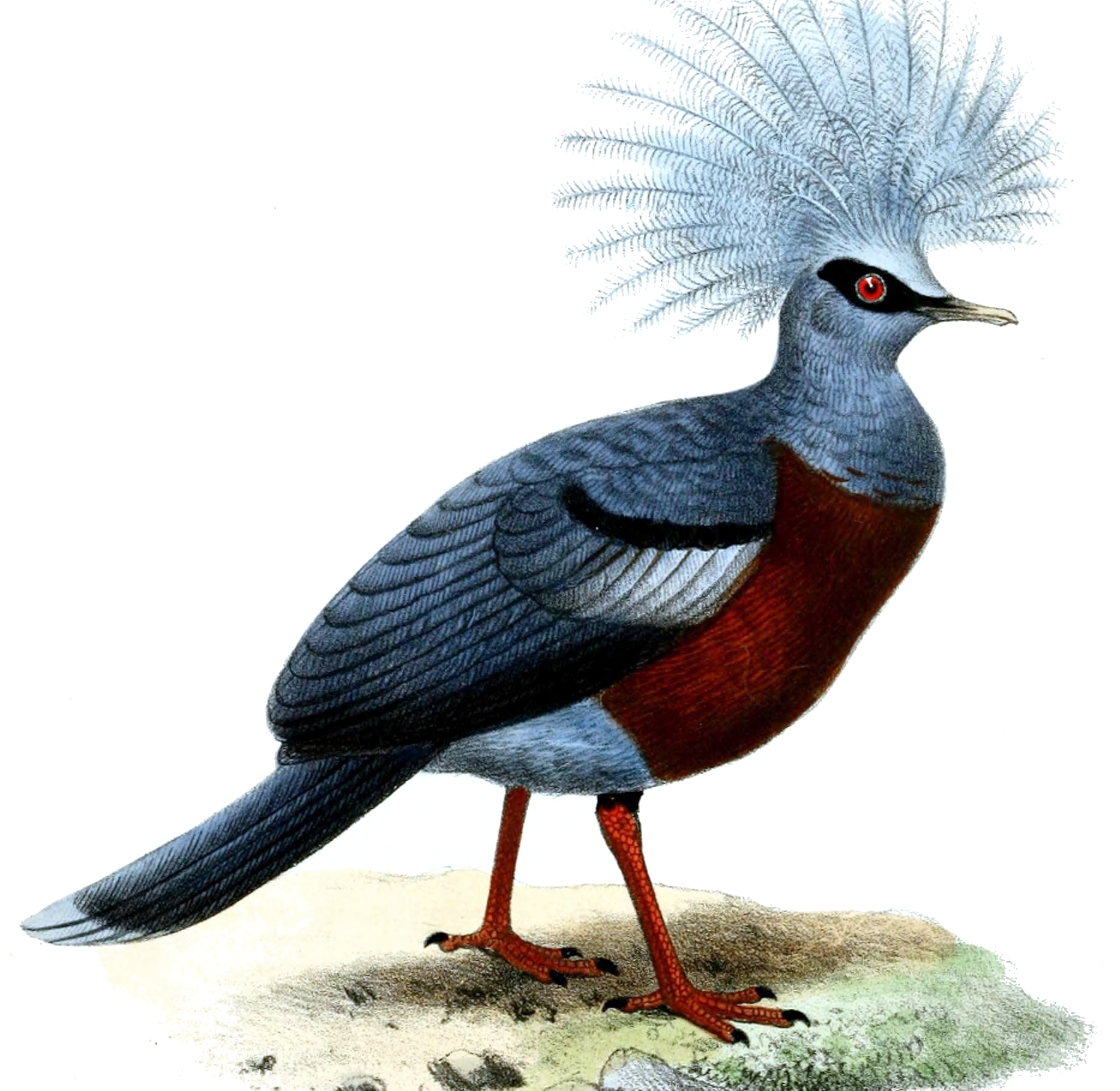 Scheepmaker's Crowned-Pigeon illustration