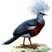 Scheepmaker's Crowned-Pigeon - Photo 
Otto Finsch & Joseph Smit, no known copyright restrictions (public domain)