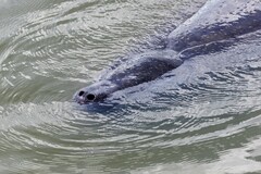 Trichechus manatus