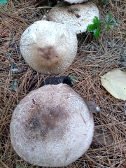 Agaricus benesii