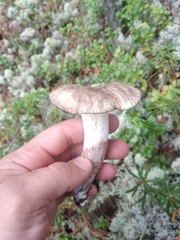 Suillus placidus