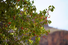 Prunus ilicifolia lyonii