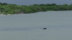 Trichechus manatus