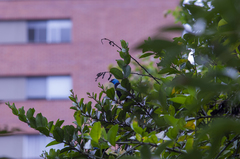 Stilpnia cyanicollis