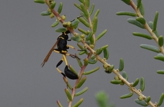 Sceliphron madraspatanum