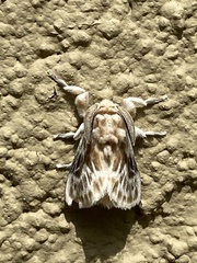 Megalopygidae