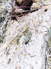 Leuronotina ritensis