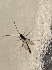 Campopleginae