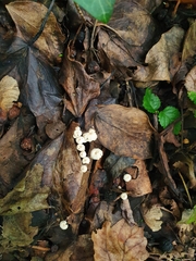 Marasmius bulliardii