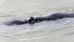 Trichechus manatus